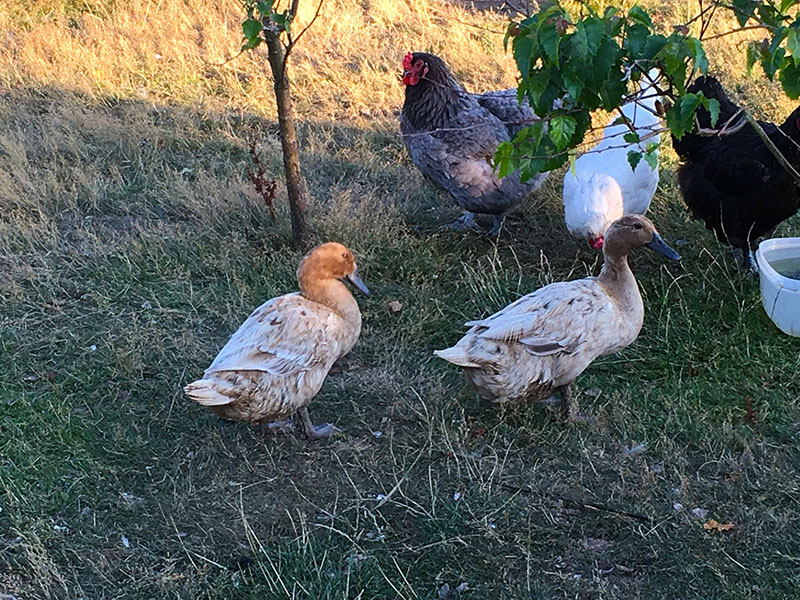 Free Range Eggs